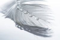 Feather with drops - Lightweight