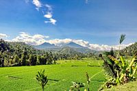 Tal mit Reisfeldern auf Bali