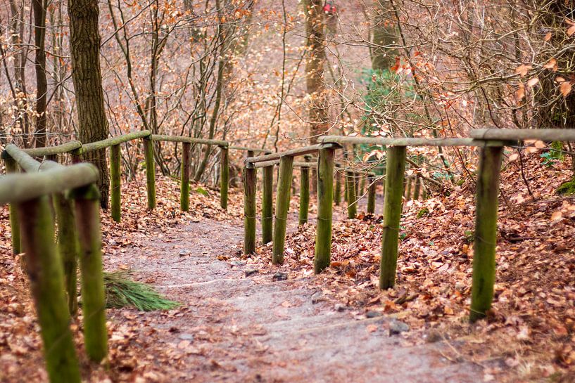 Abstieg in einen Herbstwald von Marjan Schmit Visser