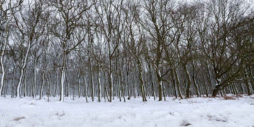 Trees in  snow by Richard Guijt Photography