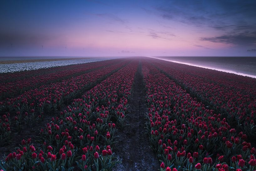tulipes rouges dans l'archipel par peterheinspictures