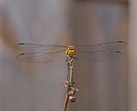 Steenrode heidelibel