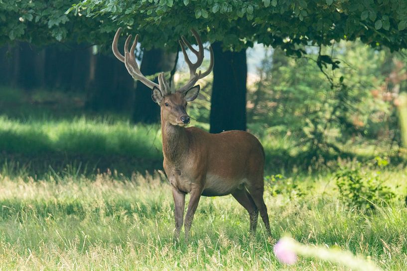 Cerfs rouges dans le Veluwe par Gert Hilbink