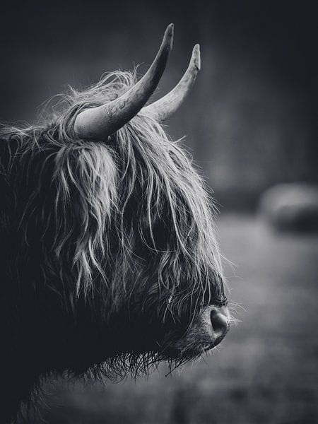 Scottish highlander close-up black and white in the Dutch countryside by Maarten Oerlemans