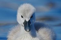 Donzy.nl - Junger Schwan - Porträt