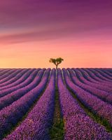 Provence Sunset, Valensole Lavender Field and a Lone Tree