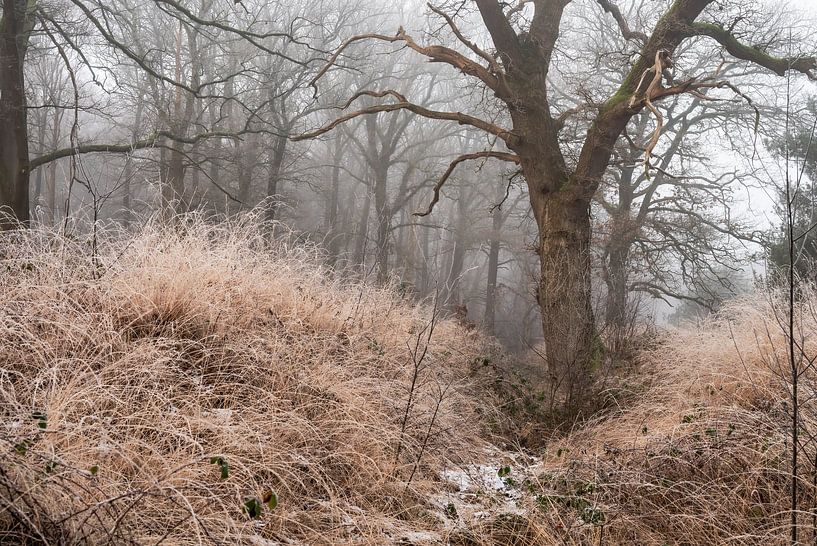 Wolfhezerheide Teil 102 von Tania Perneel
