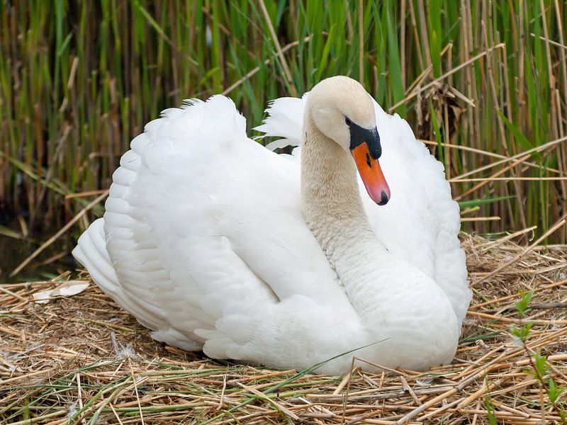 Zwaan verstopt kuiken by Bob de Bruin