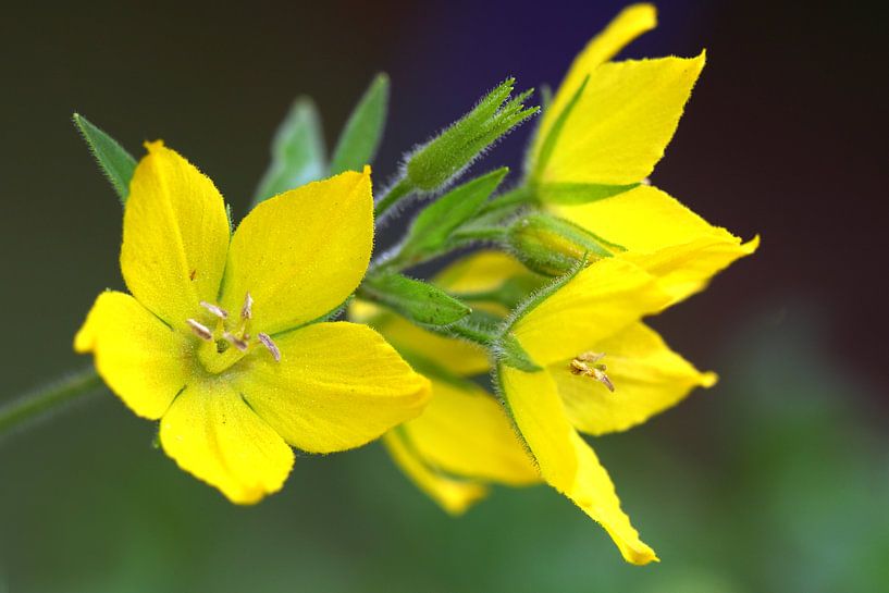 Gelbe Blüten von Lysimachia vulgaris von Jolanta Mayerberg