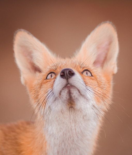 Ce regard par Larissa Rand