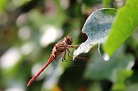 Libelle op blad