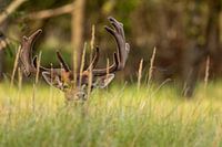 Fallow deer hiding in the grass