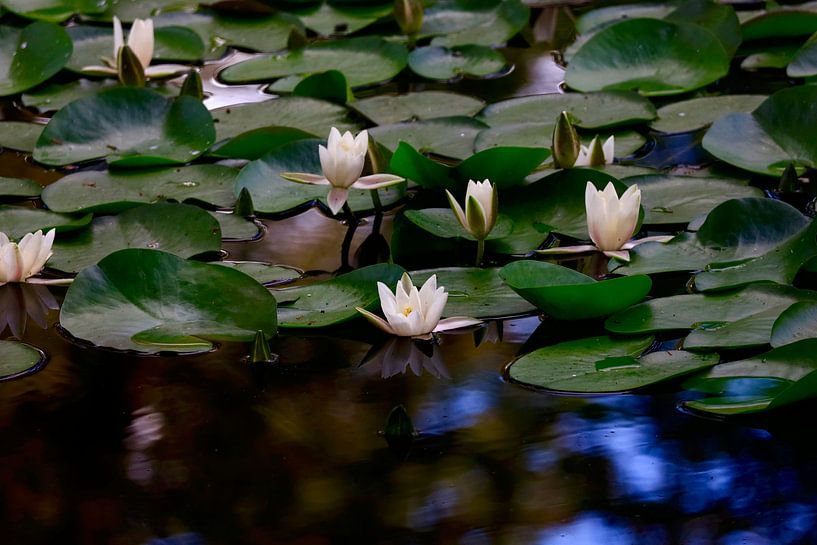 Pittoresque étang aux nénuphars par Thomas Jäger