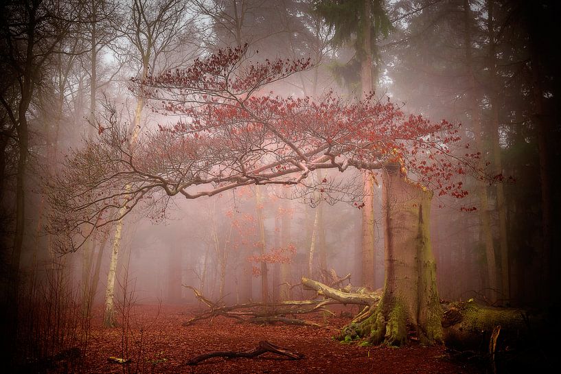 Autumn by Joost Lagerweij