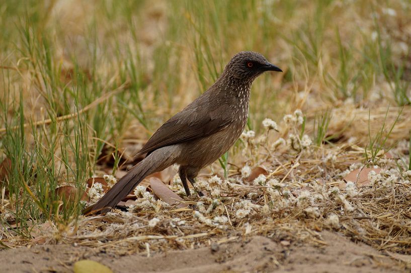 Vogel in het wildpark par Erna Haarsma-Hoogterp