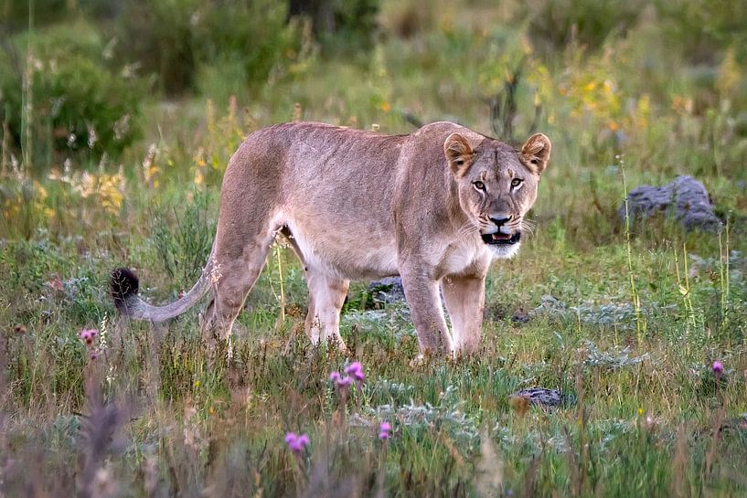 Lioness in Africa's beautiful countryside (close-up) by Chi