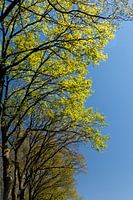 grüne Bäume vor blauem Himmel im Frühling