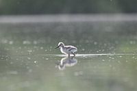 Petit bébé avocet
