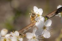 Bloemetjes en bijtjes