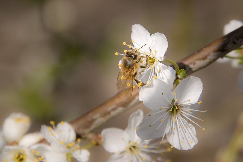 Bloemetjes en bijtjes par Marjan Kooistra