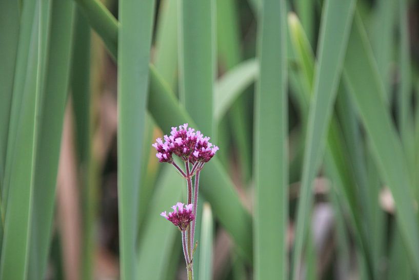 Pink flower by Quinta Dijk