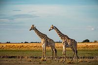 Giraffes next to the Chobe River