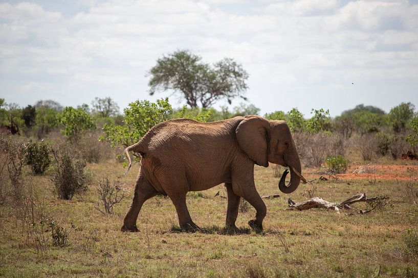 Troupeau d'éléphants dans la savane Kenya, Afrique par Fotos by Jan Wehnert
