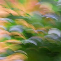 green and yellow in motion 2