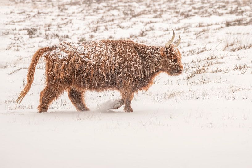 Schottischer Highlander im Schnee. von Albert Beukhof