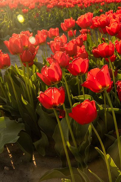 Tulpen von Kyra Hoekema