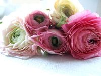 roze en witte ranonkels 