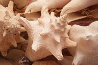 Schelpen Sint-Maarten