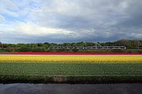 Bollenveld bij Vogelenzang met trein