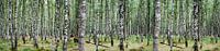 Birch forest (Large)