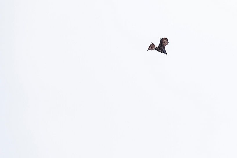 Flying Fox. von Rebecca Gruppen