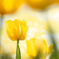 Gelbe Tulpen