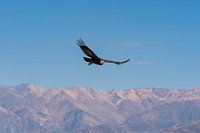 Passing Andean condor makes eye contact