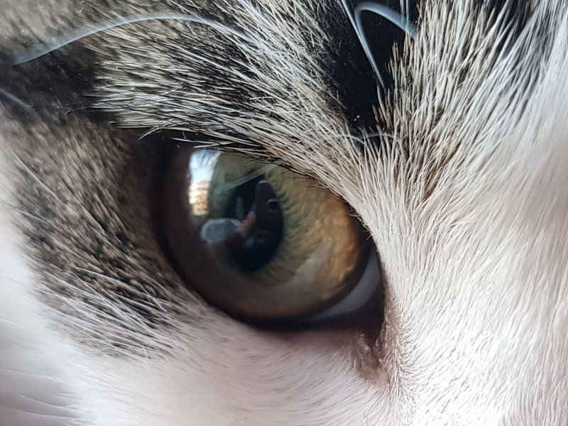 In the eye of the cat by Joelle van Buren
