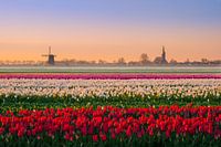 Dutch tulips