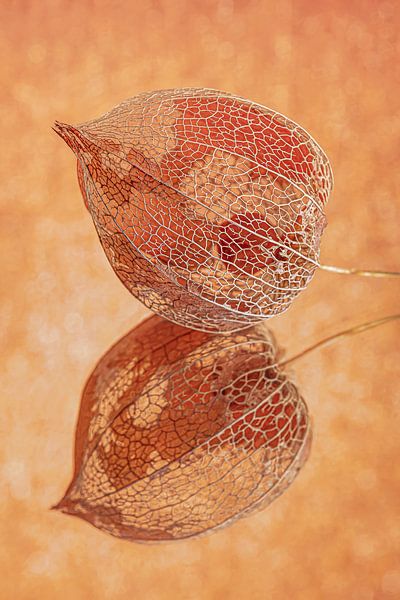 Orange : une couleur éphémère par Marjolijn van den Berg