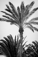 Palm trees in black and white