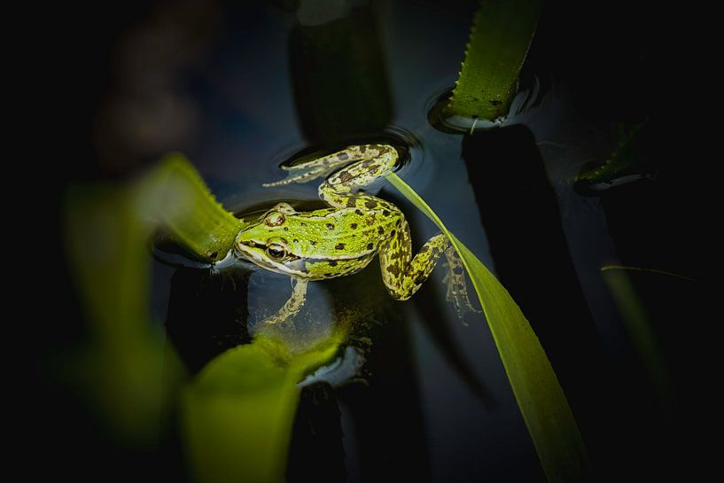 Grüner Frosch von Faucon Alexis