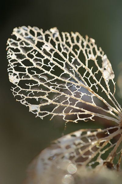 Hydrangea leaf by Esther van Dijk