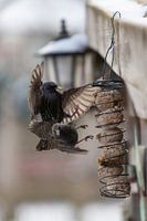 Le combat des oiseaux