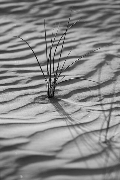 Black and white photograph of dune grass on the coast of Ameland, the Wadden Island. by Karijn | Fine art Natuur en Reis Fotografie