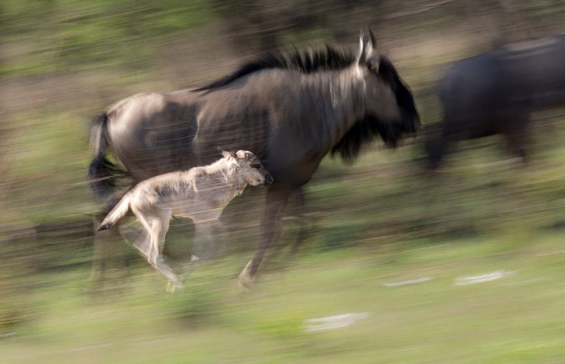 In der Nähe von Mama von Claudia van Zanten