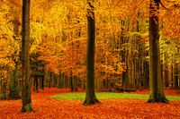 Sommet de l'automne.