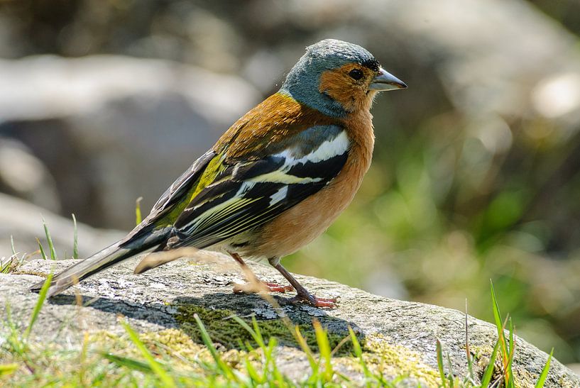 Chaffinch, Fringilla coelebs male on a rock in Scotland by Martin Stevens