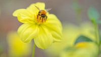 Dahlia jaune Sneezy