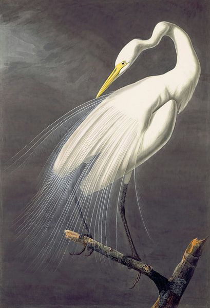 Seidenreiher, John James Audubon von Meisterhafte Meister